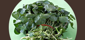 Les recettes au cresson