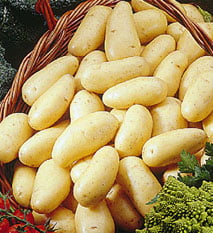 Pommes de terre