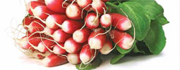 Les recettes aux radis