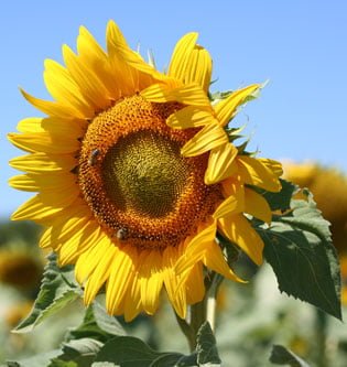 Provence
