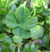 Les recettes de la Saint-Patrick