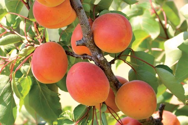 Abricots