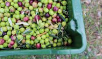 La récolté d'olives © Marie-Laure Tombini