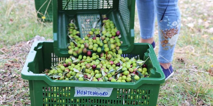 La récolté d'olives © Marie-Laure Tombini