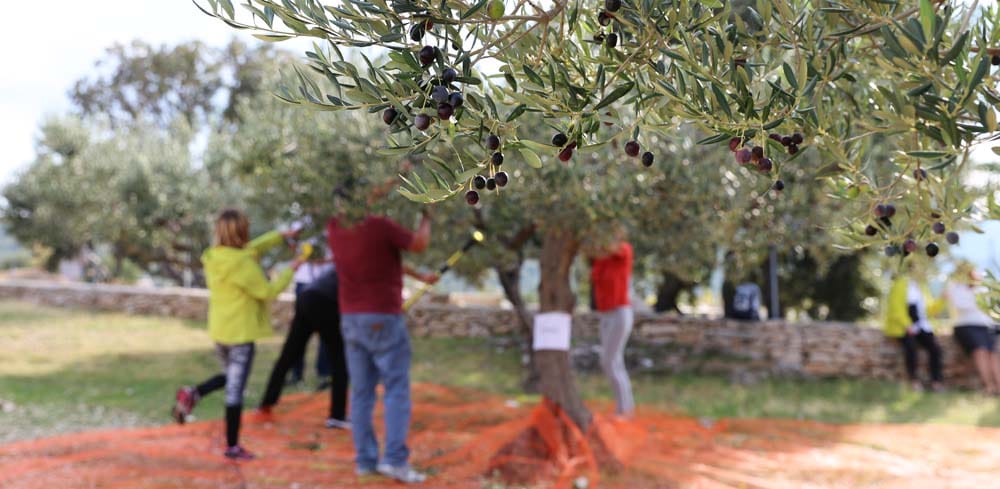 1er championnat mondial de récolte d'olives