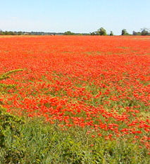 Les recettes aux coquelicots