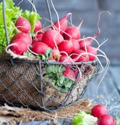Les recettes aux radis